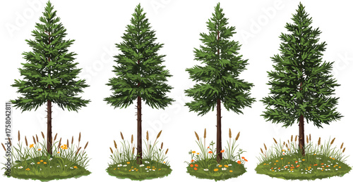 PrintBeautiful evergreen pine trees with green foliage and grass field, natural forest landscape illustration, realistic conifer trees isolated vector