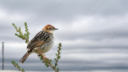 Aberdare Cisticola Bird, Wildlife Photography