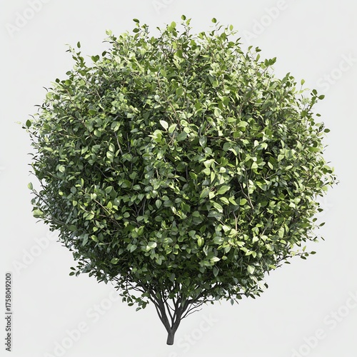Lush Green Spherical Shrub With Detailed Leaves And Exposed Twigs In Natural Daylight