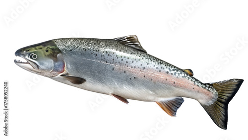 fish on white background