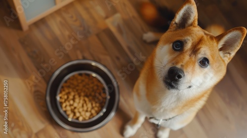 A curious Shiba Inu dog sitting beside its food bowl in a cozy indoor setting, with wooden floors and soft lighting