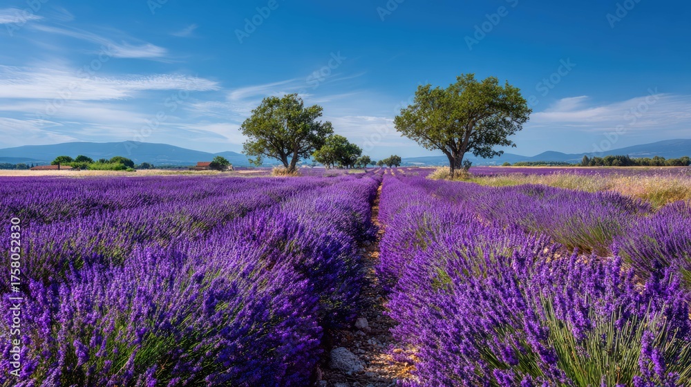 Obraz premium a picturesque landscape dominated by a large field of lavender bushes. the bushes are in full bloom, creating a vibrant purple carpet that stretches across the majority of the scene