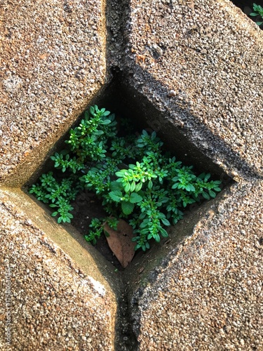 stone floor with ivy