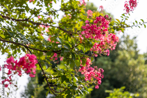 サルスベリ（百日紅）