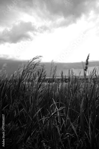 A sunlit wheat field offers a golden landscape under a summer sky, embodying agriculture and nature's harvest