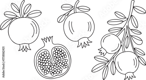 Hand-drawn pomegranate fruit and leaves set