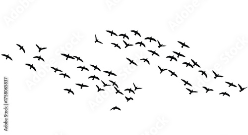 A large flock of birds flying in a coordinated sweeping pattern