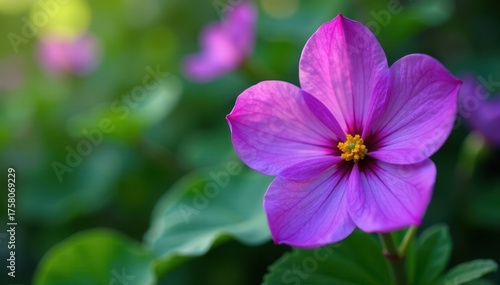 Close-up vibrant purple petals, lush green foliage, bright, purple, garden