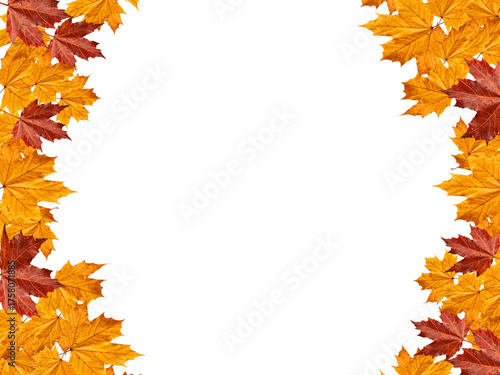 Autumn maple leaf border on white background, with copy space