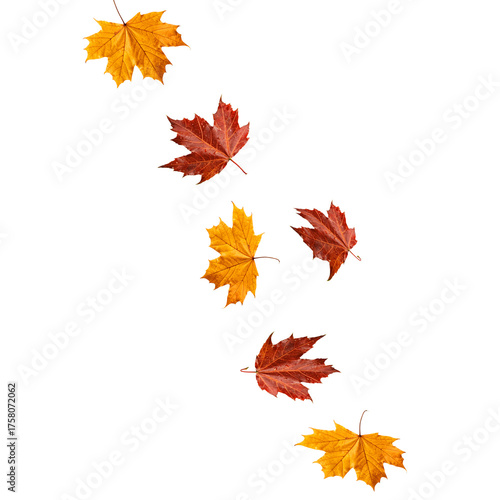 Falling autumn maple leaves on a white background