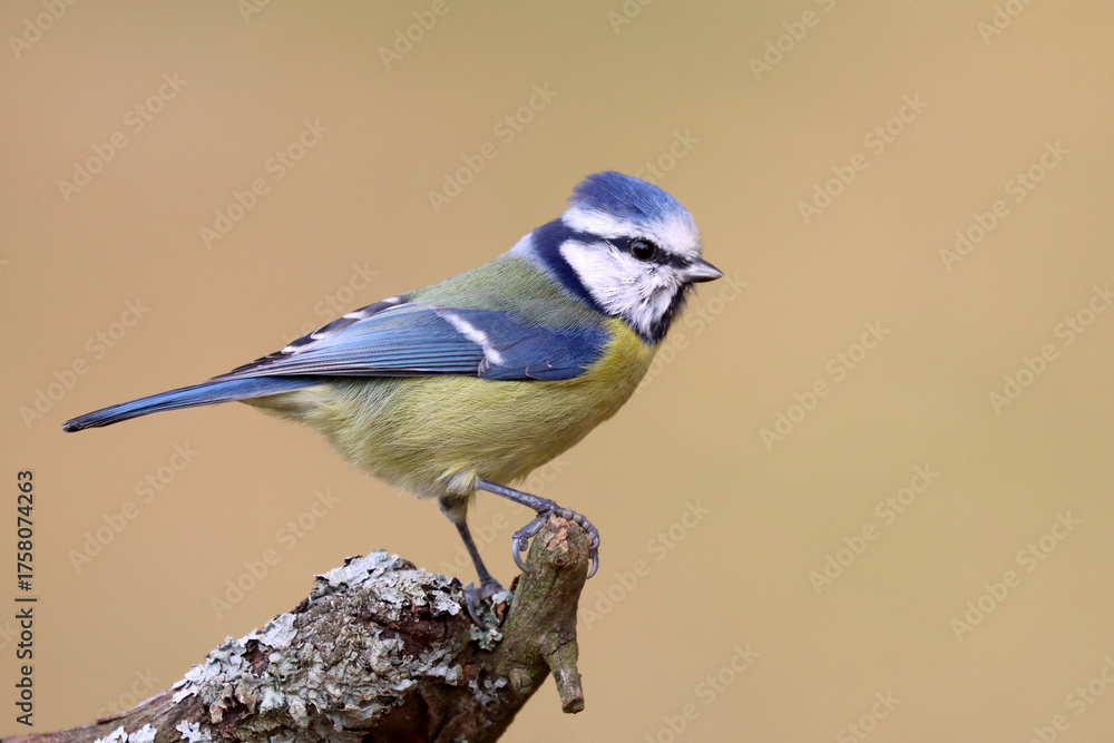 Obraz premium Blue tit