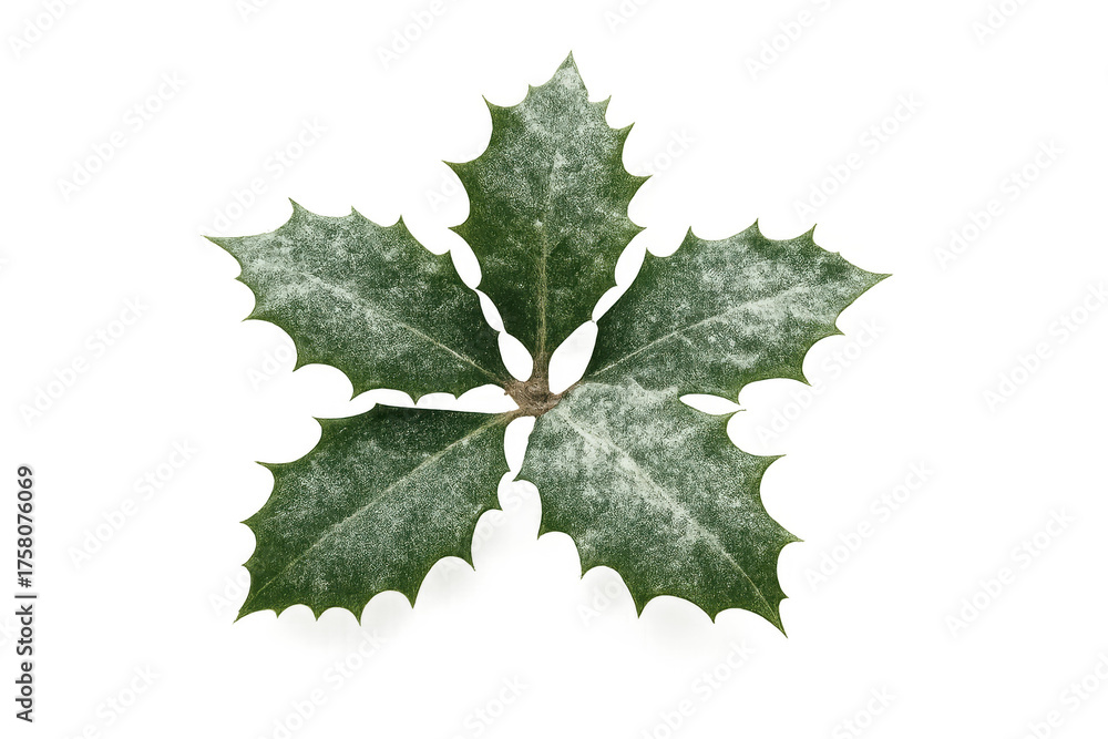 Fototapeta premium Holly leaf with snow on transparent background