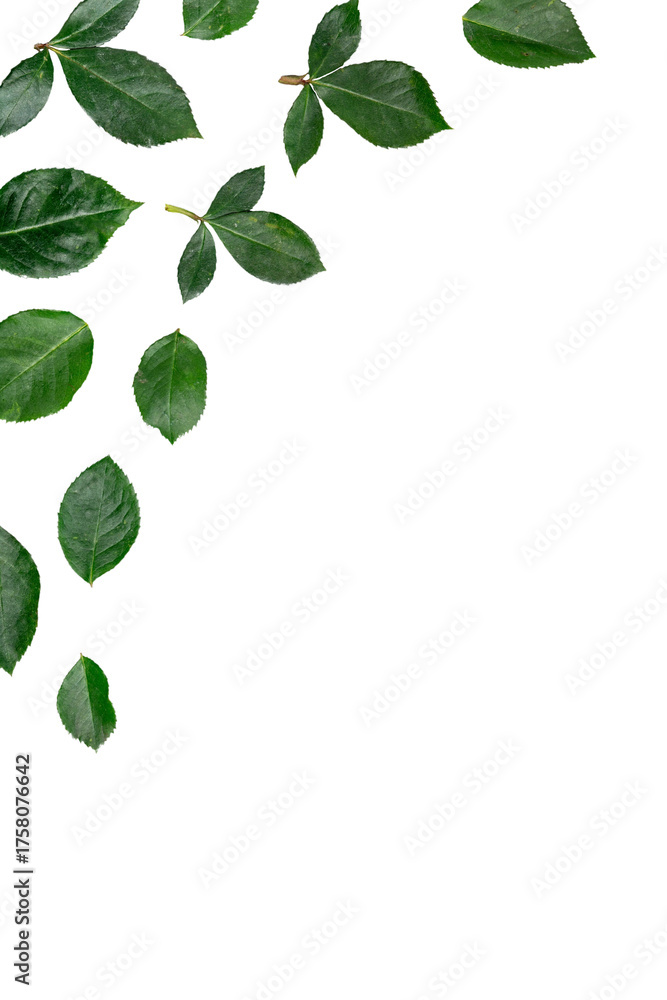 Obraz premium green leaves on white isolated background