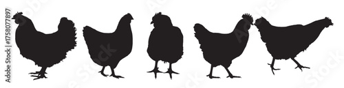chicken silhouette vector 