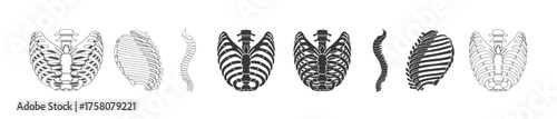  ribcage vector