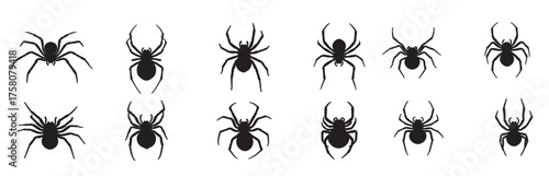 spider silhouette white background