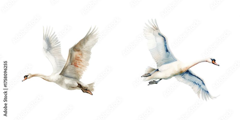 Obraz premium flying swan watercolor vector illustration