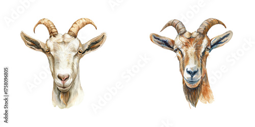 goat head watercolor vector illustration