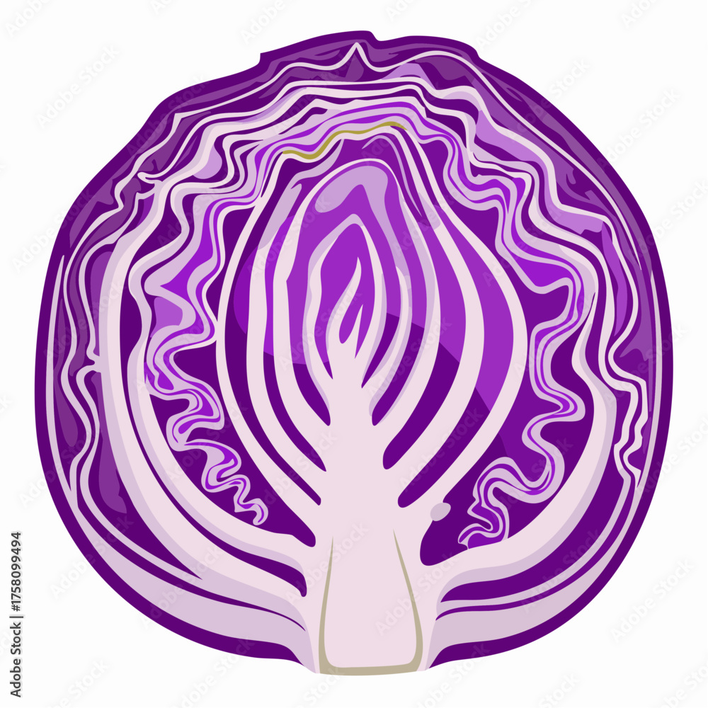 Obraz premium Close up sliced or cut fresh purple or red cabbage in a half, top view flat lay to present surface and texture of cabbage use for background or wallpaper.