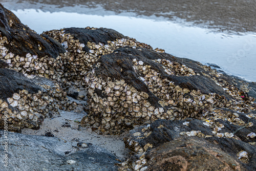 Texture of oyster shells on rock. Sea Beach landscape.