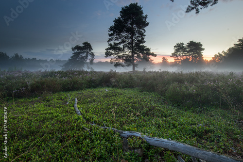 Mehlinger Heide in Kaiserslautern in voller Blüte mit Nebel und Lichtstrahlen beim Sonnenaufgang
