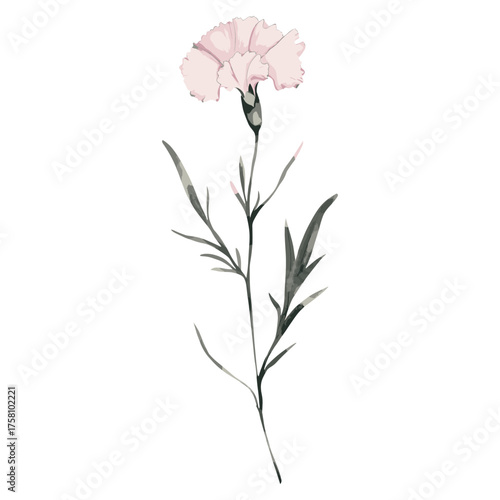 Carnation field carnation flower illustration vector