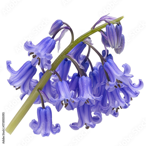 Bluebell blossoms arch, delicate bells on a slender stem