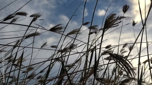 wild grass swaying in the wind