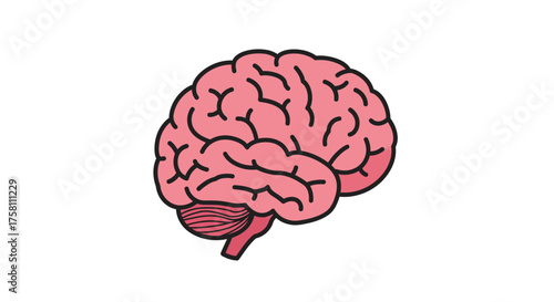 Stylized Human Brain for Science and Education Illustration