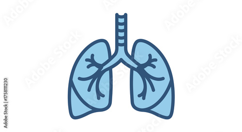 Anatomy of Healthy Lungs Medical Illustration