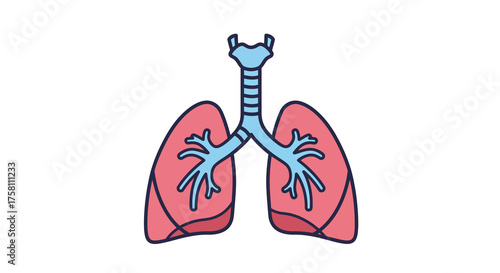 Human Lungs Respiratory System Vector Illustration