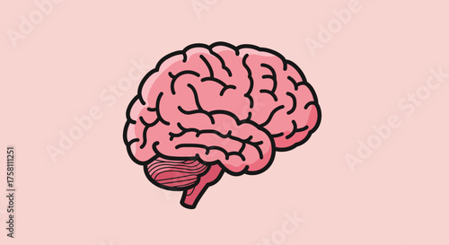 Human Brain Anatomy Medical Vector Illustration