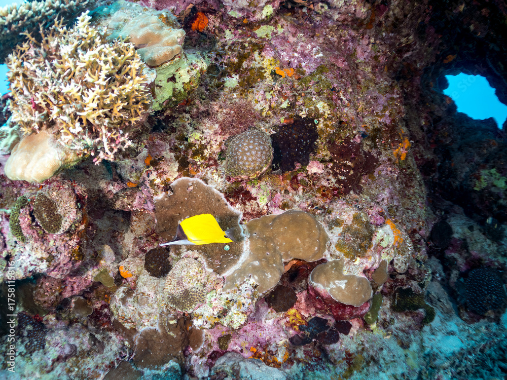Obraz premium フエヤッコ, フエヤッコダイ, Forceps fish, Yellow longnose butterflyfish, Forcipiger flavissimus, チョウチョウウオ科, 美しいサンゴ礁と熱帯魚の群れ。 嘉比島沖縄県 島尻郡慶良間諸島座間味島-2025 サンゴの産卵があり卵が漂う。沖縄本島から40km西方の諸島。30以上の島嶼群全体が国立公園に指定。珊瑚礁の青い海と白い砂浜は世