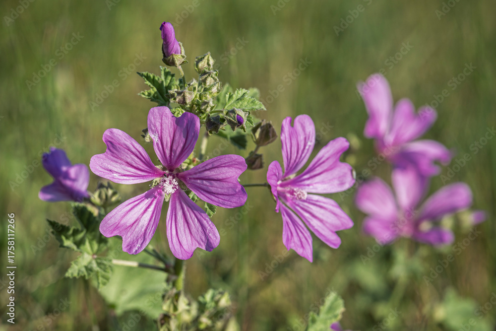 Fototapeta premium Closeup landscape view of bright purple pink malva sylvestris flowers aka common mallow or cheeses blooming outdoors on natural meadow background
