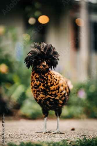 Canvastavla Spotted bantam polish chicken standing on farm ground