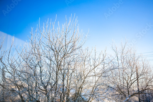 Tree branches covered with white hoarfrost against the blue sky background. Up view. Frozen plants. Pattern of plum tree in winter season. Fruit garden details. Beauty in nature. Frosty sunny weather