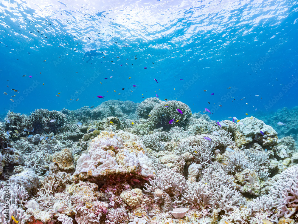 Fototapeta premium ハナゴイ, Purple queen, Amethyst anthias, Pseudanthias pascalus, ハタ科, デバスズメダイ, Blue green damselfish, Chromis viridis, Blue green chromis, スズメダイ科, 美しいサンゴ礁と熱帯魚の群れ。 安室島沖縄県 島尻郡慶良間諸島座間味島-2025 サンゴの産卵があり卵が漂う。沖縄