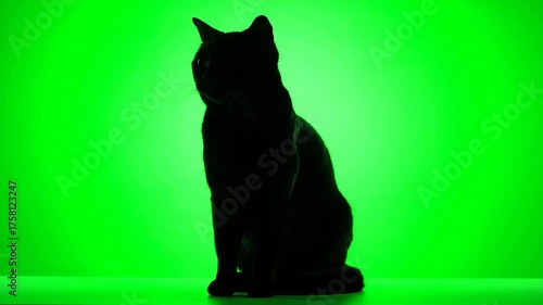 Dynamic Black Cat Silhouette Enters, Sits, and Walks Off a Vibrant Chroma Key Green Screen