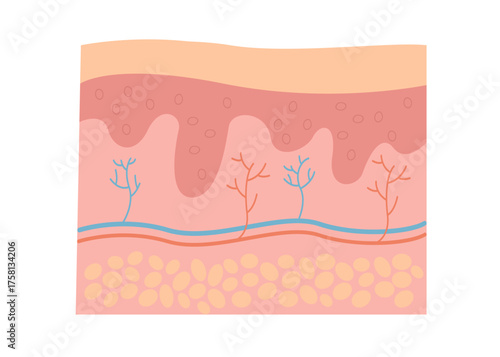 Human epidermis skin stock illustration