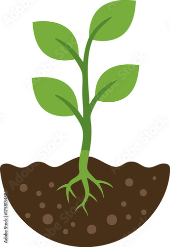 Young Plant Growing in Soil