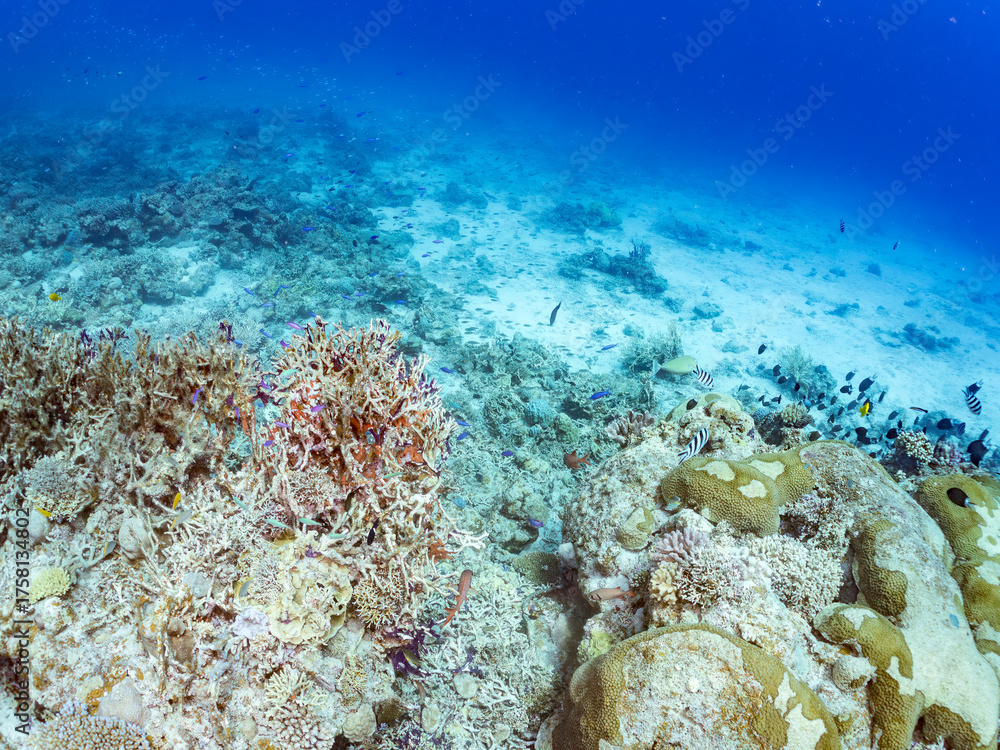 Fototapeta premium ハナゴイ, Purple queen, Amethyst anthias, Pseudanthias pascalus, ハタ科, デバスズメダイ, Blue green damselfish, Chromis viridis, Blue green chromis, スズメダイ科, 美しいサンゴ礁と熱帯魚の群れ。 安室島沖縄県 島尻郡慶良間諸島座間味島-2025 サンゴの産卵があり卵が漂う。沖縄