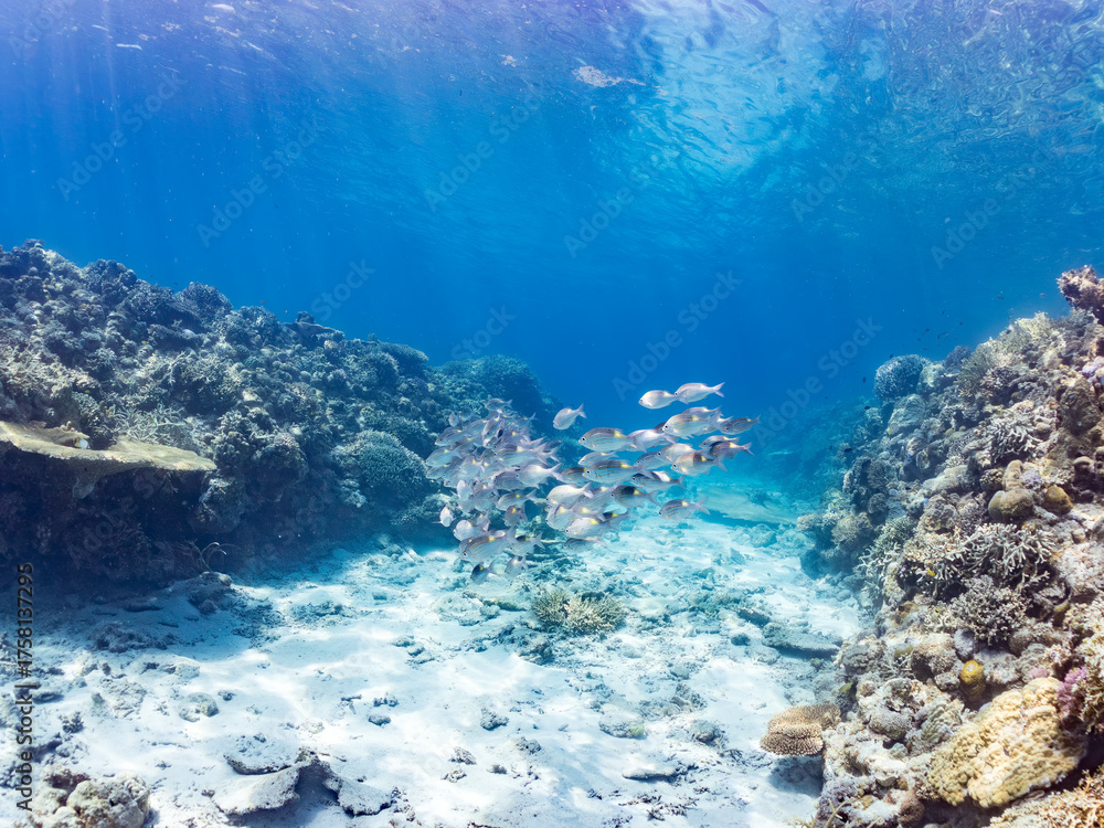 Fototapeta premium ノコギリダイ, Yellowspot emperor, Striped large-eye bream, Gnathodentex aureolineatus, フエフキダイ科, 美しいサンゴ礁と熱帯魚の群れ。 安室島沖縄県 島尻郡慶良間諸島座間味島-2025 サンゴの産卵があり卵が漂う。沖縄本島から40km西方の諸島。30以上の島嶼群全体が国立公園に指定。珊瑚礁の青い海と白い砂浜は世界屈指の美。