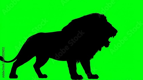 Powerful Male Lion Silhouette Walks, Stops, and Roars Fiercely on a Green Screen Background.