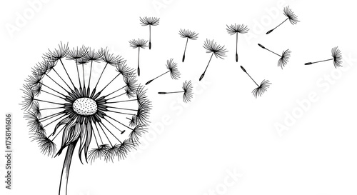 Detailed line art drawing of a dandelion with seeds spreading in the wind