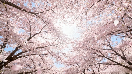 pink cherry blossom