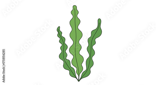 Three wavy green kelp fronds growing upwards on a white background.