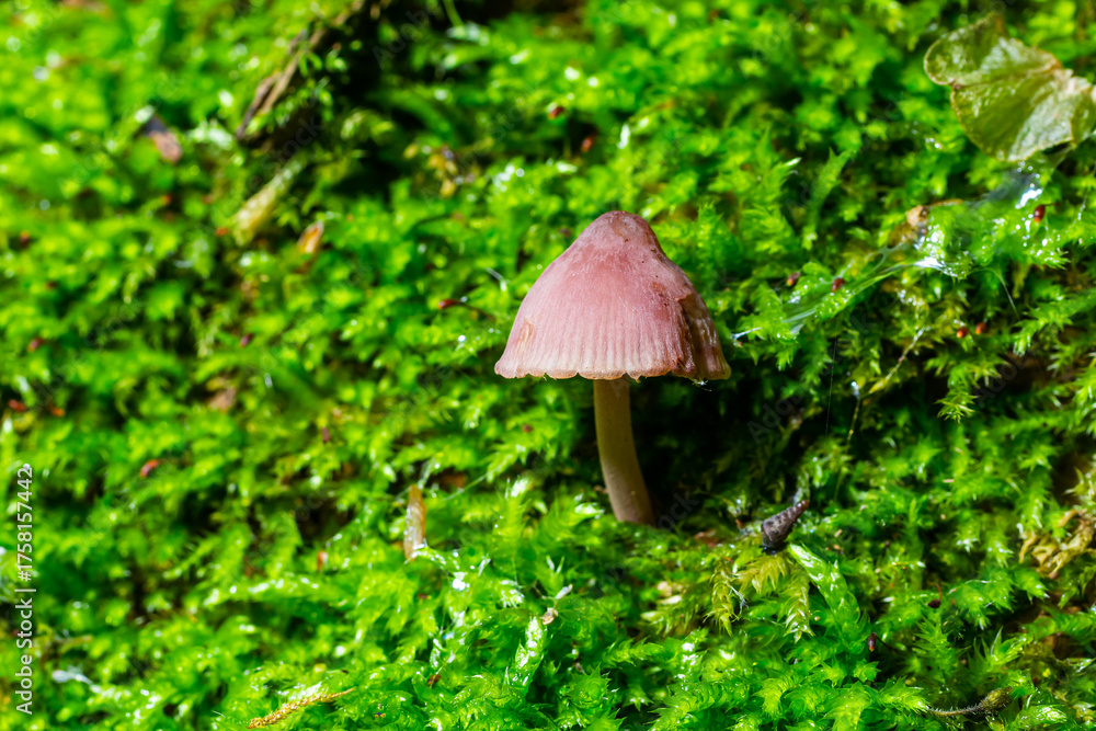 Fototapeta premium Small pink mushroom growing on vibrant green moss in a forest during daylight