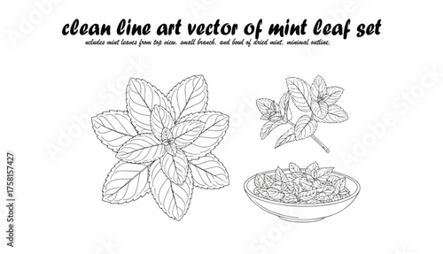 A collection of mint leaf illustrations, including a top-down view, a small branch, and a bowl filled with mint leaves, all rendered in clean line art.