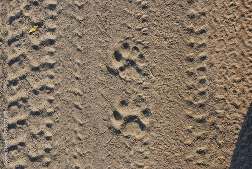wildlife and landscape at Ruaha national park in Tanzania.