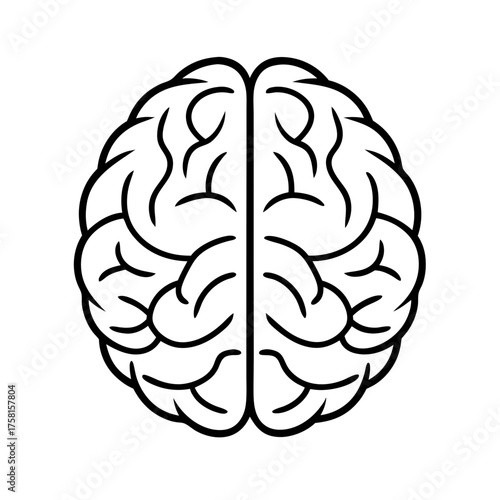 Brain Illustration: A simple yet impactful illustration of the human brain, showcasing its intricate structure and symbolizing thought, knowledge, and the power of the mind.